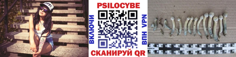 Купить где  Чадан  Псилоцибиновые грибы Psilocybine cubensis 